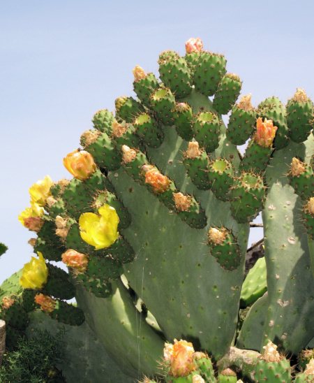 Opuntia ficus-india